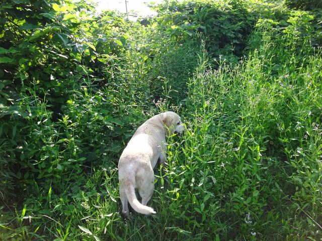 コメショウ　愛犬ナナ　ゴールデン　ラブラドール　レトリバー　散歩　川遊び