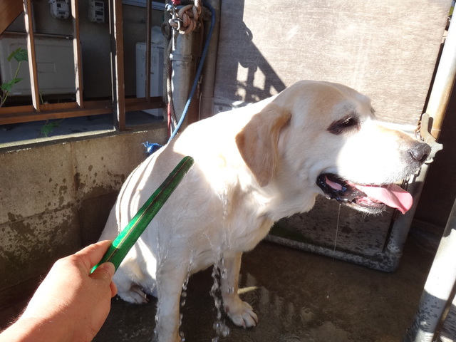 コメショウ　愛犬ナナ　ゴールデン　ラブラドール　レトリバー　散歩　水浴び