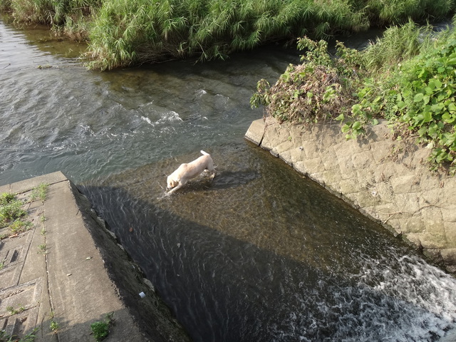 福岡県糟屋郡粕屋町 多々良川 コメショウ 愛犬ナナ ゴールデン ラブラドール レトリバー 散歩 川遊び 福岡県糟屋郡粕屋町 多々良川 コメショウ 愛犬ナナ ゴールデン ラブラドール レトリバー 散歩 川遊び