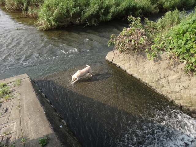 福岡県糟屋郡粕屋町　多々良川　コメショウ　愛犬ナナ　ゴールデン　ラブラドール　レトリバー　散歩　川遊び