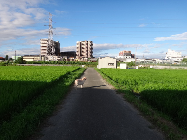 コメショウ　愛犬ナナ　ゴールデン　ラブラドール　レトリバー　散歩