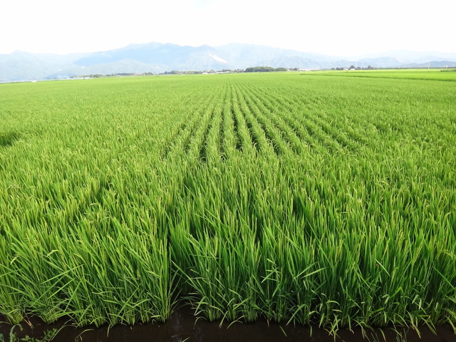 イクヒカリ　鹿児島県肝属郡東串良町　大幸農産　中島正幸さん　コメショウ