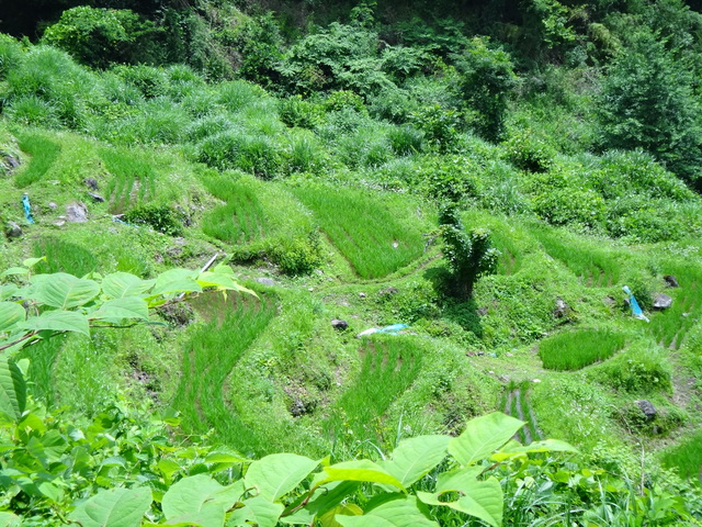 兵庫県但馬　美方郡香美町村岡区熊波　熊波の棚田　コメショウ