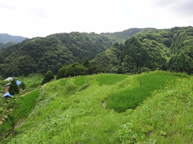 兵庫県但馬　美方郡香美町村岡区熊波　熊波の棚田　コメショウ