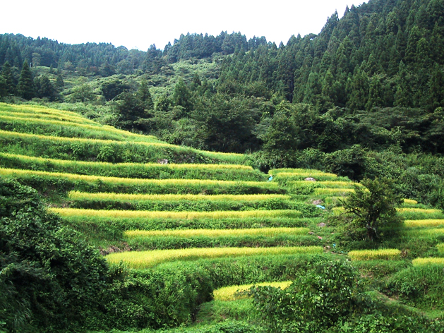 熊波の棚田