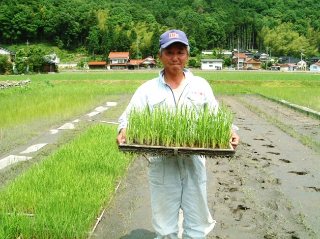 カボチャを植える