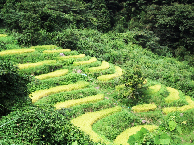 熊波の棚田