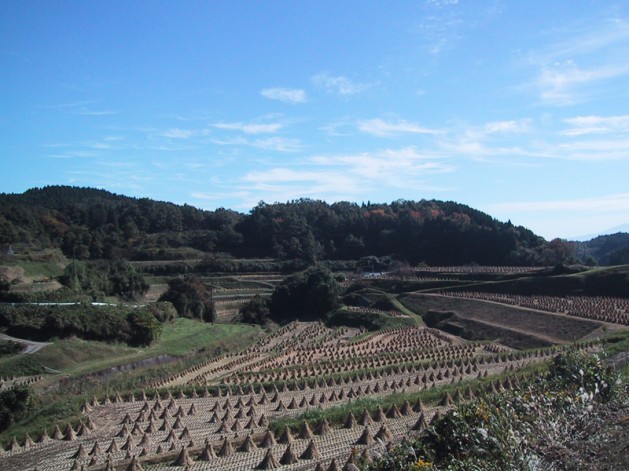 竹田の棚田の風景