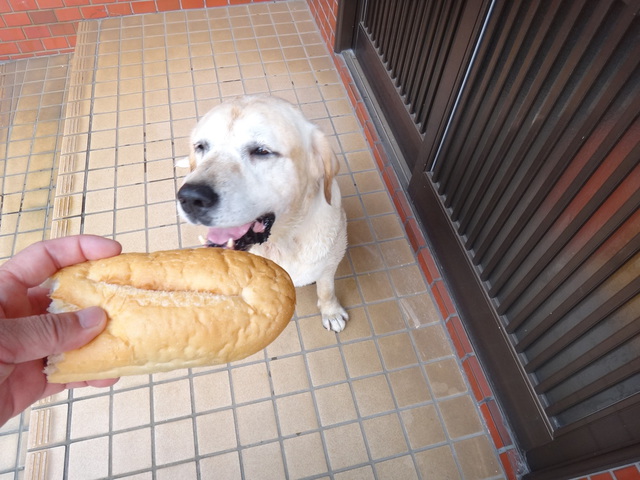 コメショウ　愛犬ナナ　ゴールデン　ラブラドール　レトリバー　ご褒美　パン