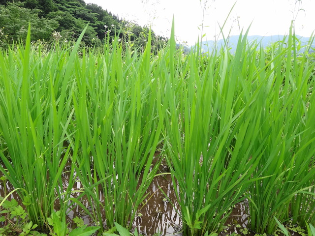 兵庫県但馬　美方郡香美町村岡区熊波　熊波の棚田　コメショウ