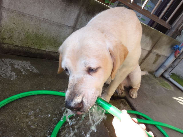 コメショウ　愛犬ナナ　ゴールデン　ラブラドール　レトリバー　散歩　お水ゴクゴク