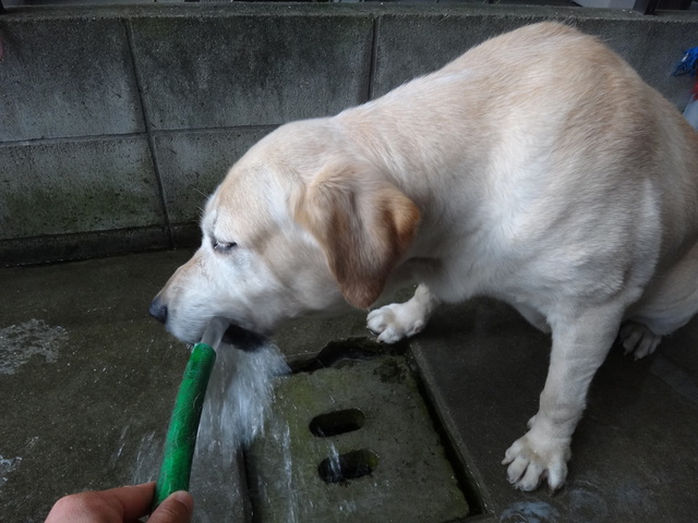 コメショウ　愛犬ナナ　ゴールデン　ラブラドール　レトリバー　散歩　お水ゴクゴク