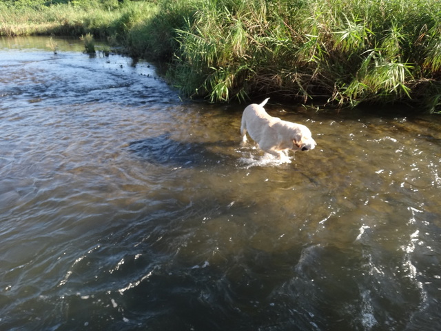 コメショウ 愛犬ナナ ゴールデン ラブラドール レトリバー 散歩 川遊び コメショウ 愛犬ナナ ゴールデン ラブラドール レトリバー 散歩 川遊び